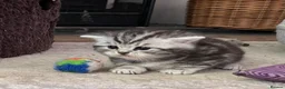 British Shorthair cats for sale: GCCF reg BSH BLACK SILVER TABBY KITTENS in Halifax - Advert 4