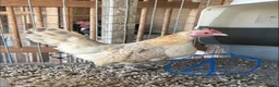 Chickens poultry for sale: Serama hen and cockerel pairs  - Advert 14