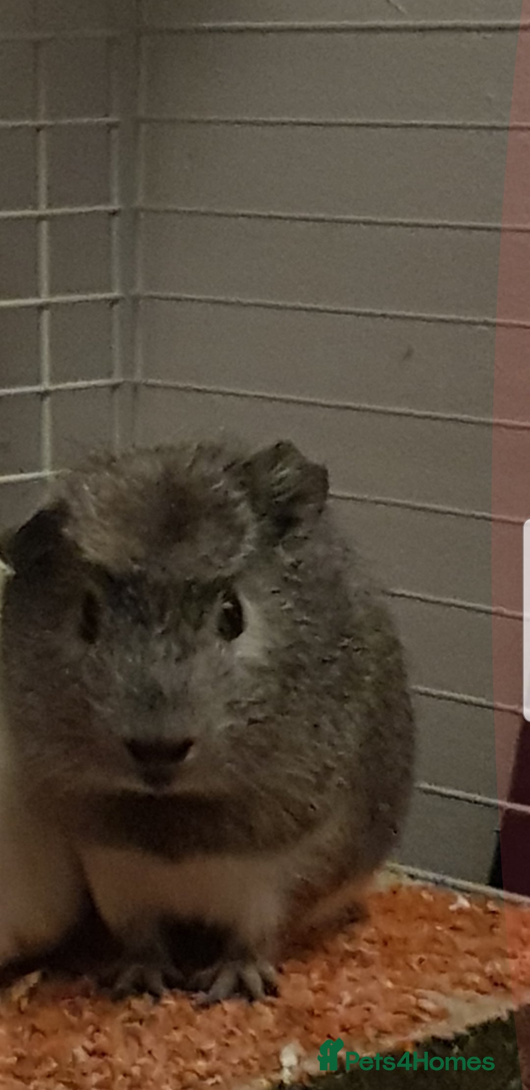 Guinea Pig rodents for sale: Two Male guinnea pig brothers for sale - Advert 6