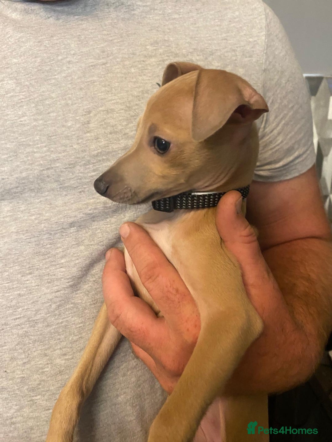 Italian Greyhound dogs for sale: Italian greyhound pups  - Image 6