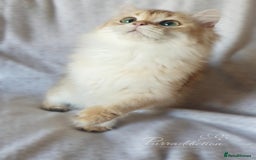 British Longhair cats for sale: Chocolate Golden British Longhair kitten - Image 3