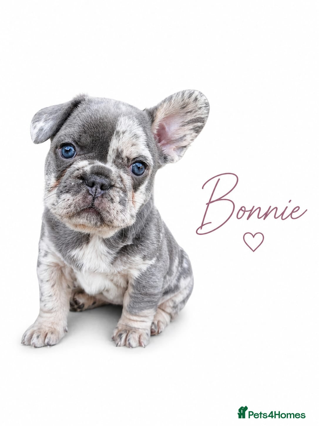 French Bulldog dogs Last 2 girls left out of a litter of 8 Frenchies  - Advert 4
