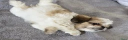 Mixed Breed dogs for sale: Maltese x Pekingese Puppies - Advert 11