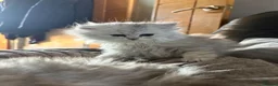 Persian cats for sale: Persian kittens  - Advert 6