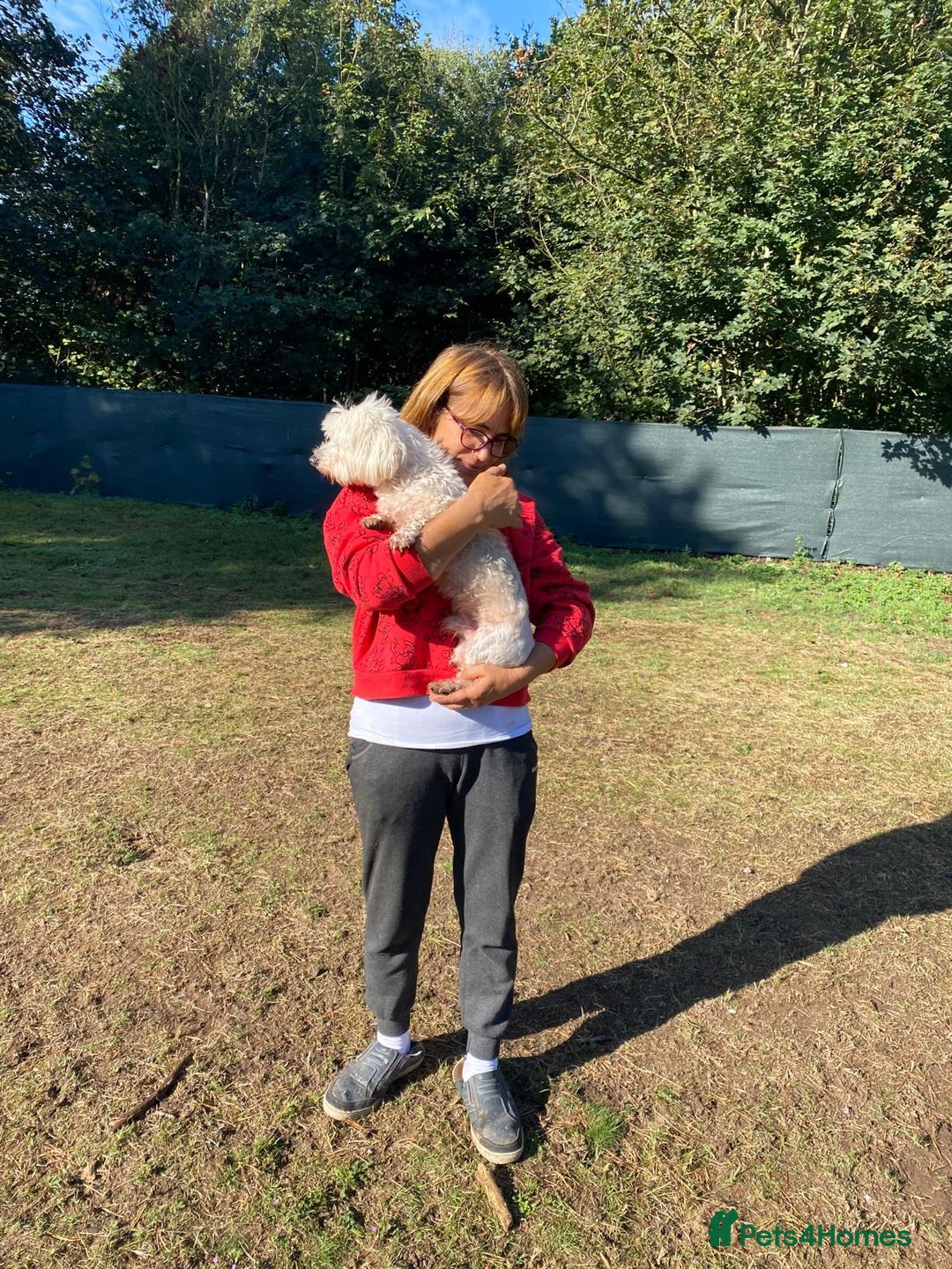 Bichon Frise dogs for adoption: OSCAR - an oldish but lovely boy for a Loving Home - Image 10
