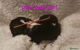 Cavalier King Charles Spaniel dogs for sale: Health tested Cavalier King Charles  - Image 4