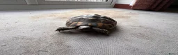 Hermann Tortoise reptiles for sale: Hermann Tortoise 26yr old in Chard - Advert 3