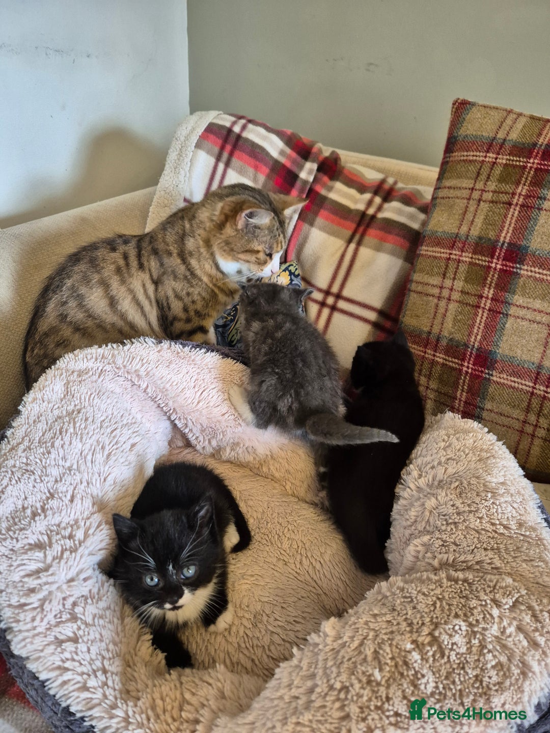 Mixed Breed cats for sale: 2 Beautiful b+w kittens Ready Now ( 2 left) - Image 13
