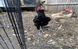 Chickens poultry for sale: Aseel cross cockerel, aseel hens & shamo hen in London - Image 4