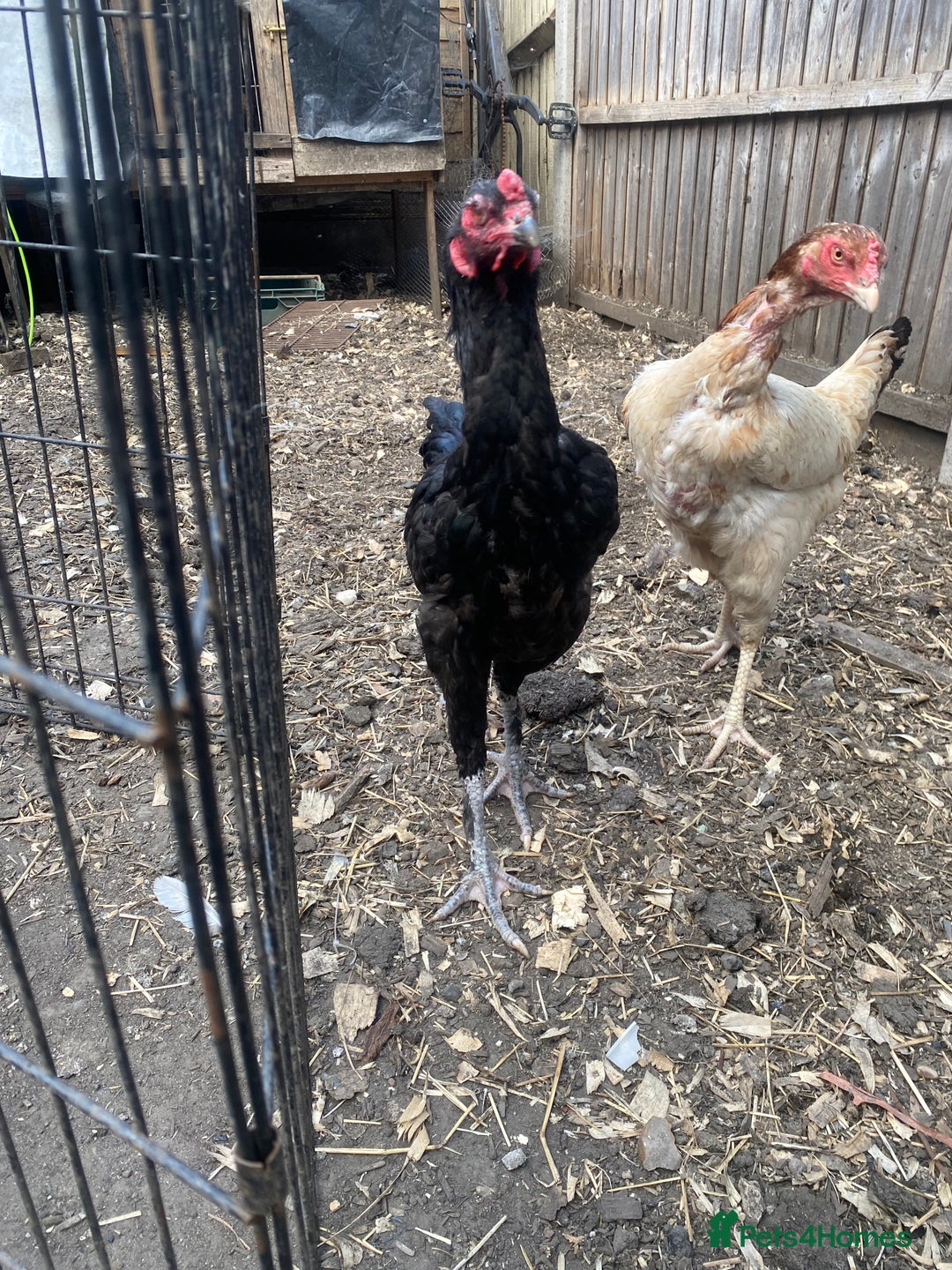 Chickens poultry for sale: Aseel cross cockerel, aseel hens & shamo hen in London - Image 4