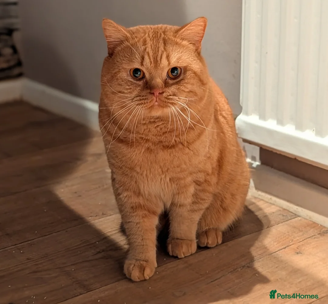 British Shorthair cats for stud: 🐯 European Import Champion Red BSH Boy ,BG-B😺 - Advert 13