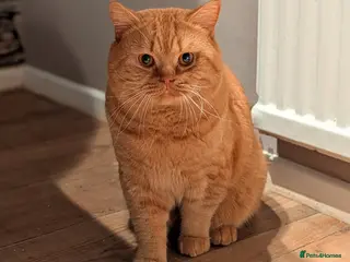 British Shorthair cats 🐯 European Import Champion Red BSH Boy ,BG-B😺 - Advert 6