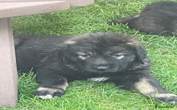 Caucasian Shepherd Dog dogs for sale: Beautiful pups from large parents  - Image 8