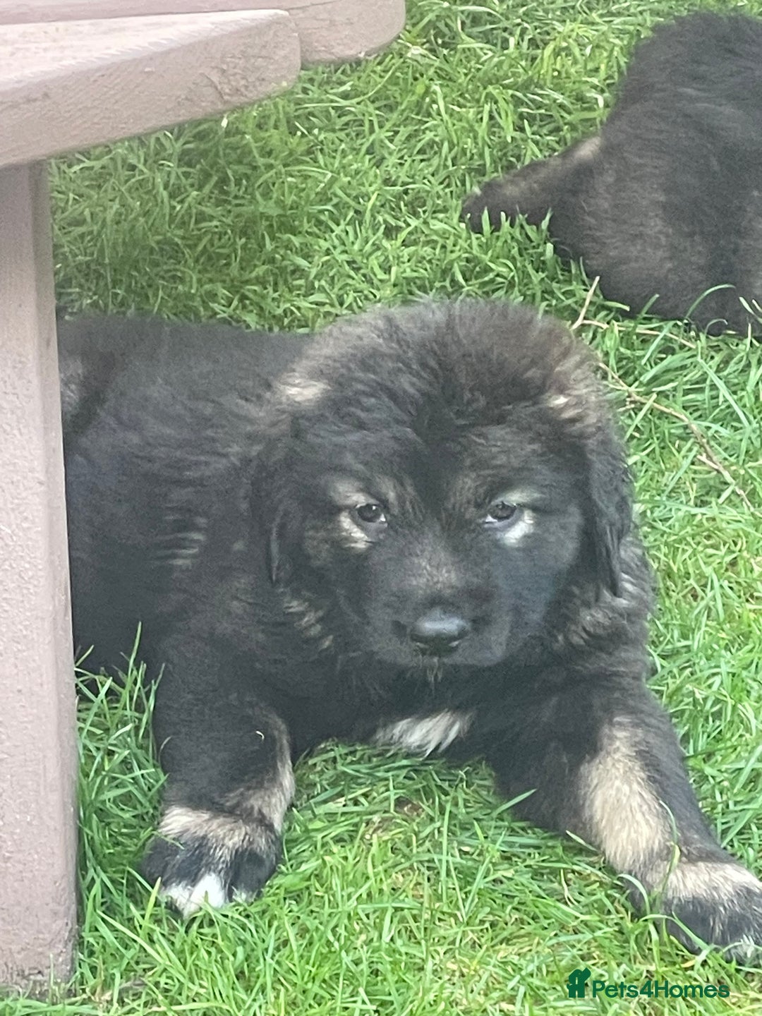 Caucasian Shepherd Dog dogs for sale: Beautiful pups from large parents  - Image 8