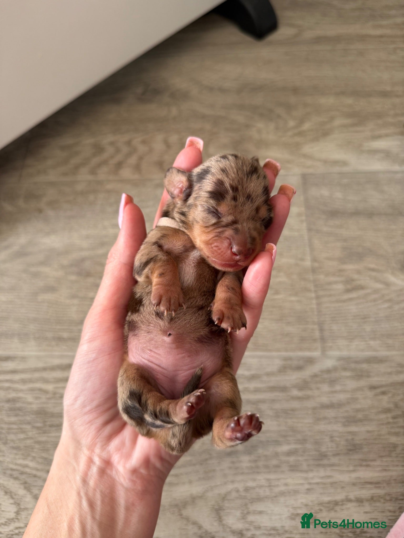 Miniature Dachshund dogs KC Registered Miniature Dachshund Puppies - Advert 10