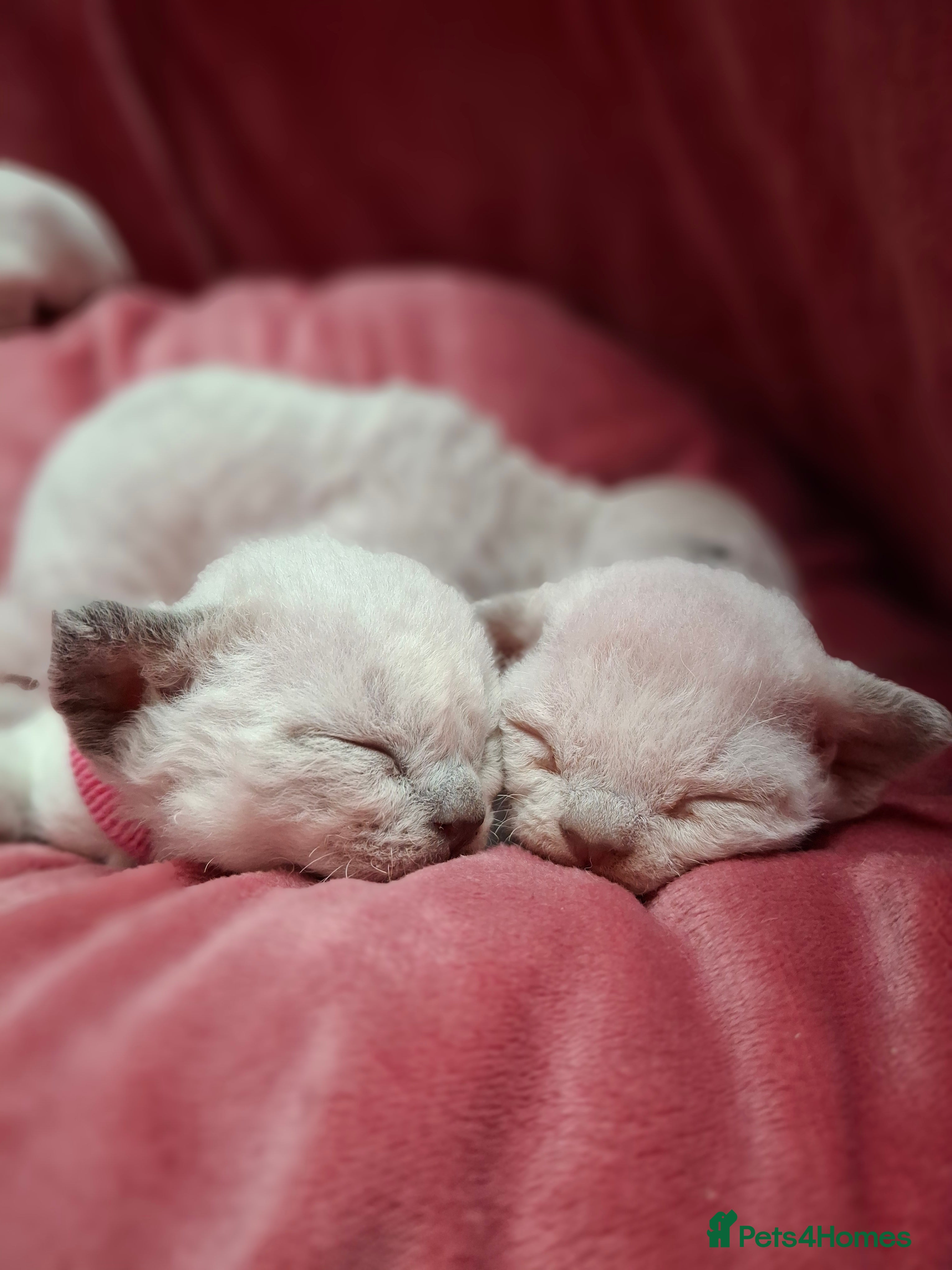 Devon Rex cats 🌸 Wonderful Devon Rex Kittens  🌸 - Advert 1