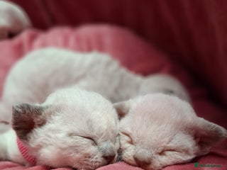 Devon Rex cats 🌸 Wonderful Devon Rex Kittens 🌸 - Advert 1