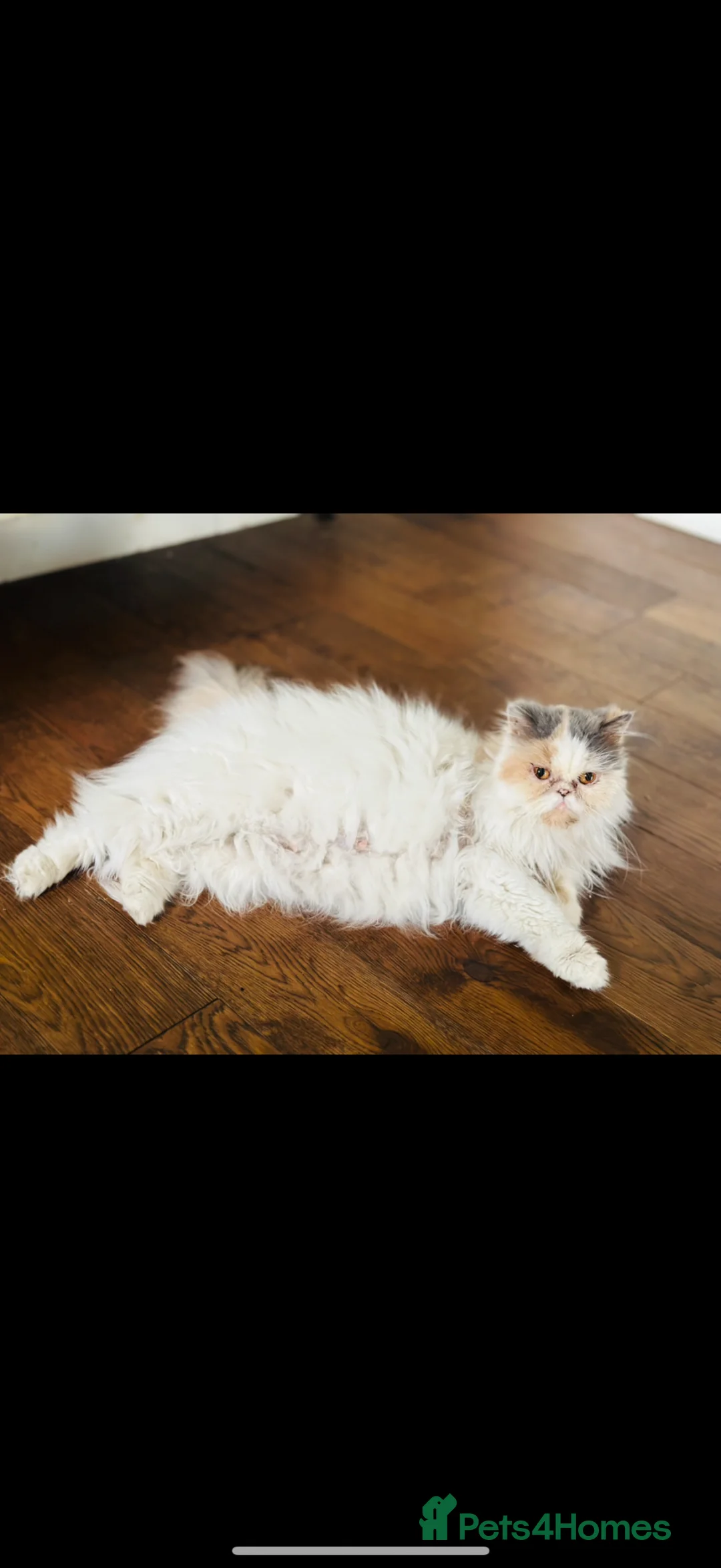Persian cats for sale: GCCF registered Persian boy 💙 - Advert 5