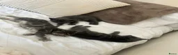 Mixed Breed cats for sale: Beautiful kittens  - Advert 24