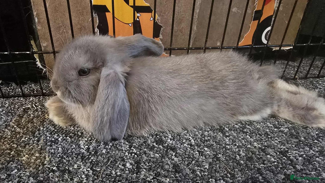 Mini Lop rabbits for sale: Pure bred mini lops ready to go - Image 6