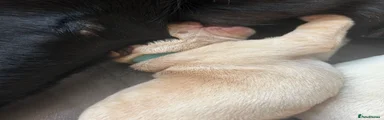 Labrador Retriever 2