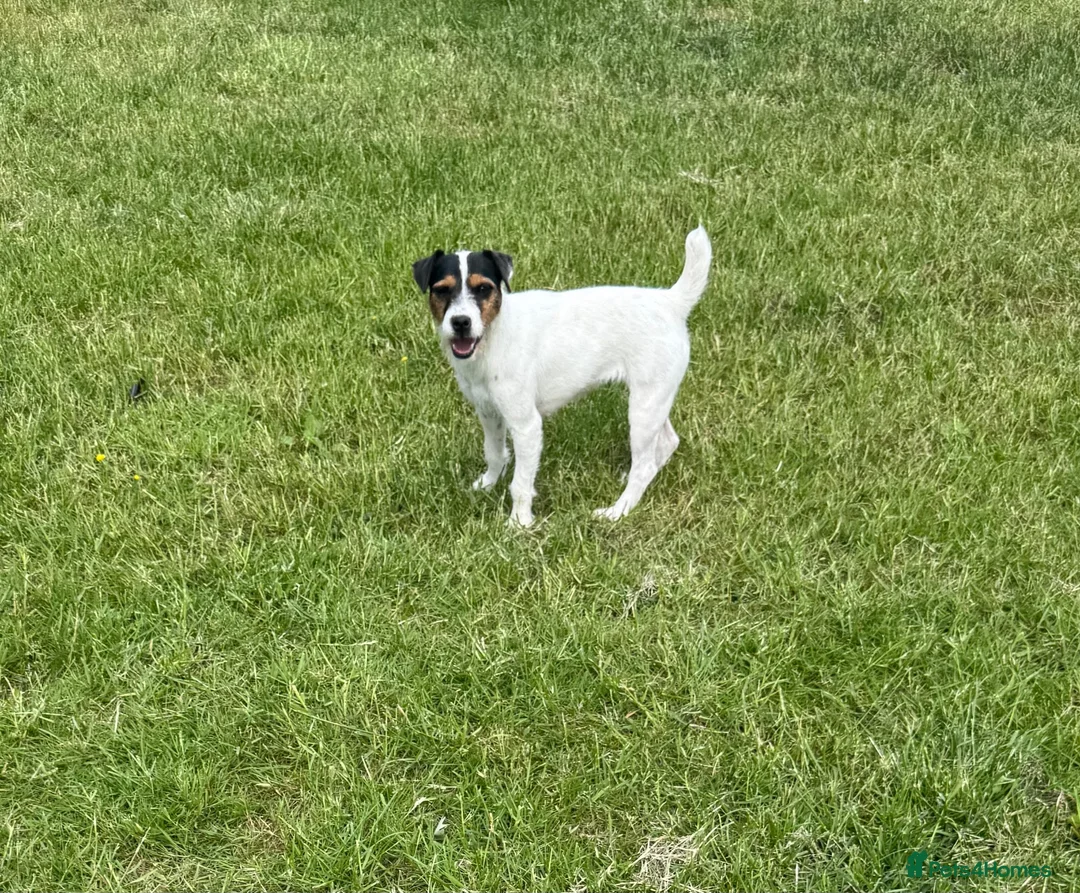Jack Russell dogs for sale: Young female JRT for sale - Advert 9