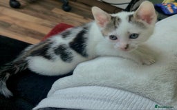 Mixed Breed cats for sale: Adorable 7 Mixed Breed Kittens 🐾 - Image 19