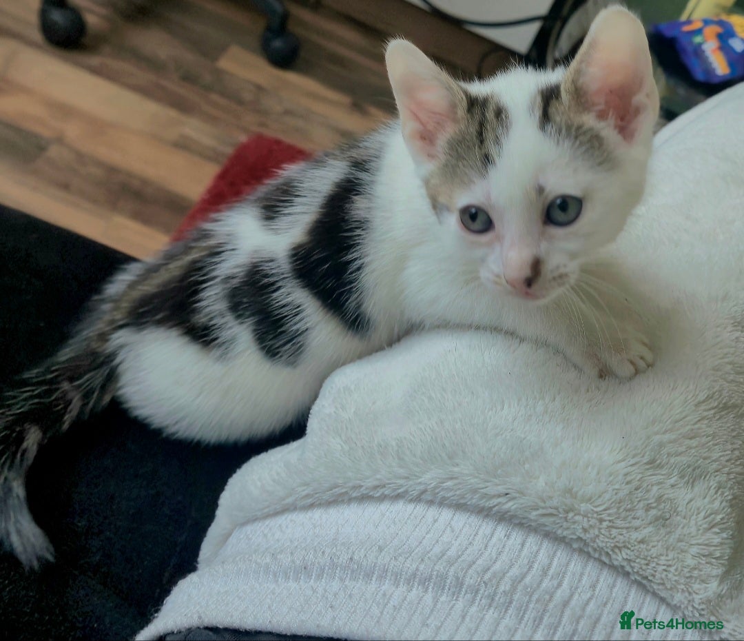 Mixed Breed cats for sale: Adorable 7 Mixed Breed Kittens 🐾 - Image 19