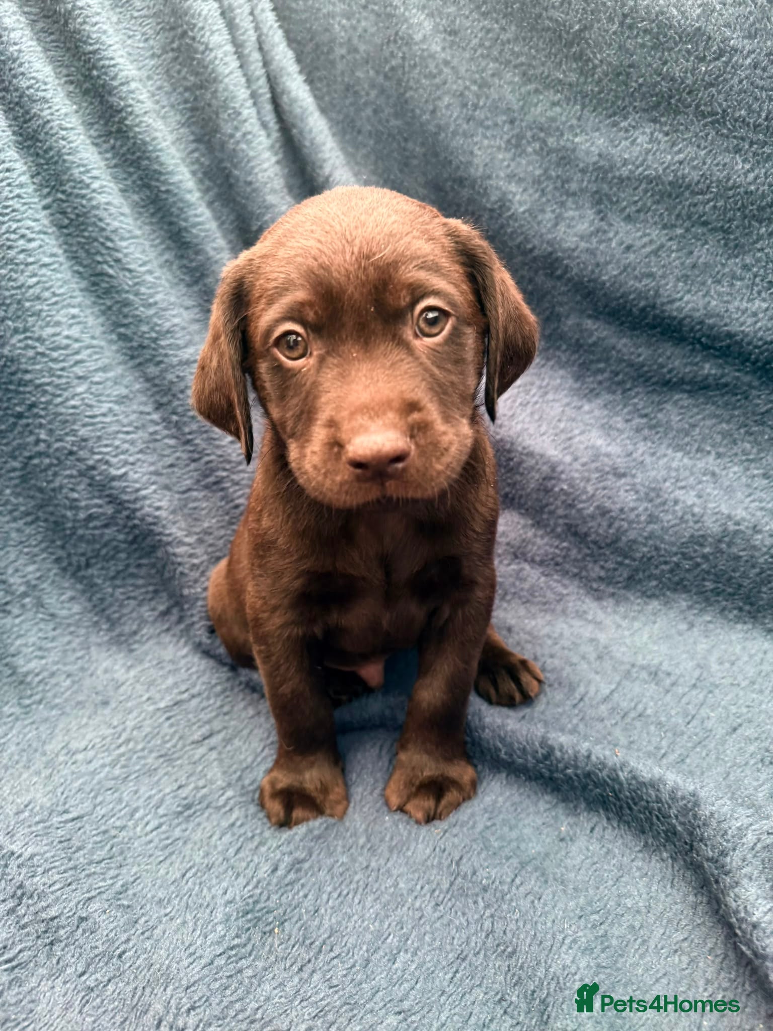 Labrador Retriever dogs Chocolate Labrador Puppies ( 2 Boys Available ) - Advert 2