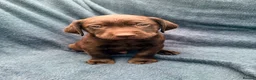 Labrador Retriever dogs for sale: READY NOW 1 Male Chocolate Labrador Puppy - Advert 12