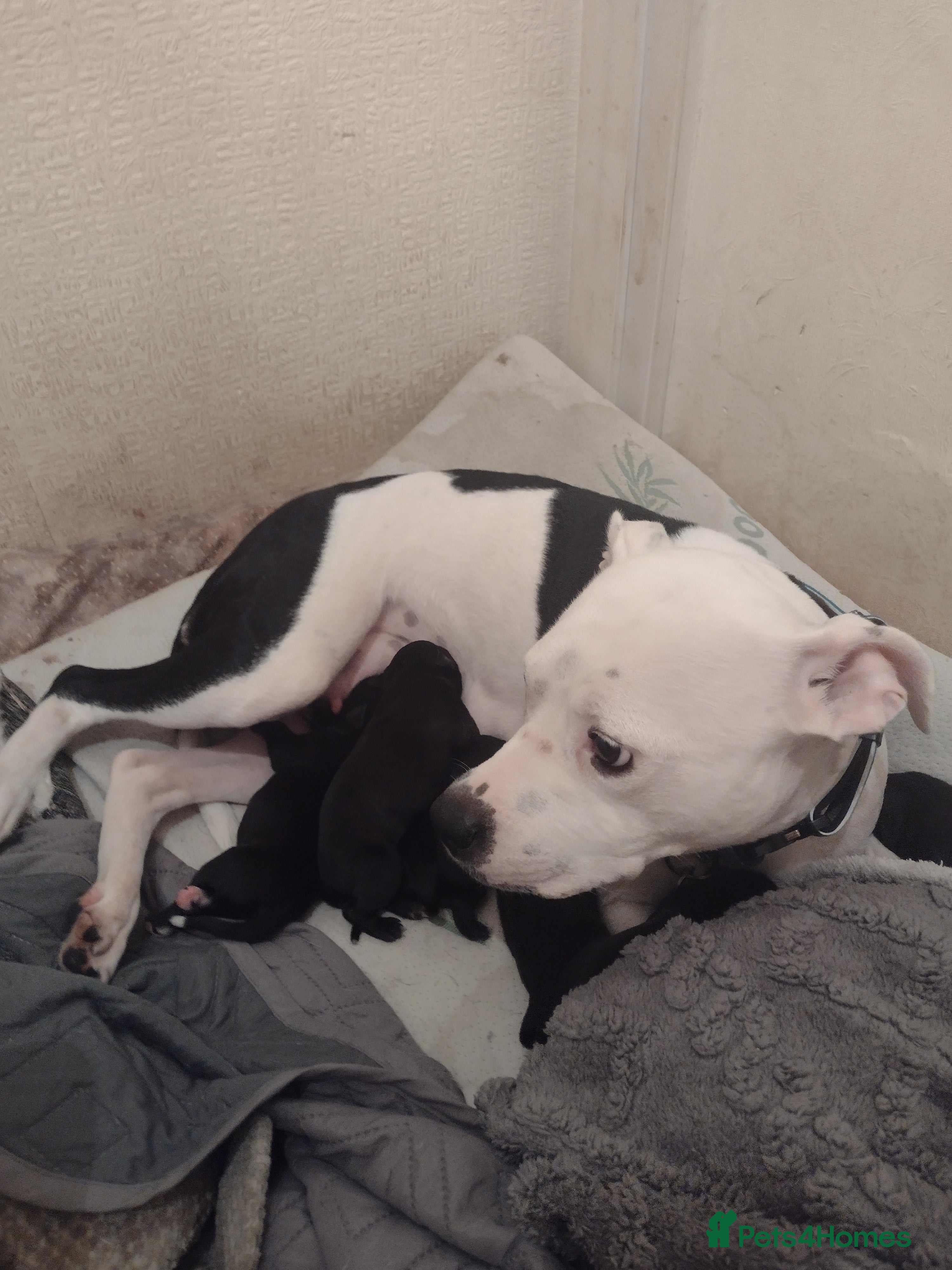 Mixed Breed dogs Staffy x puppies  - Advert 11