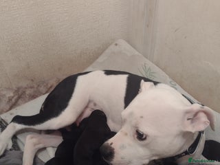 Mixed Breed dogs - Advert 1