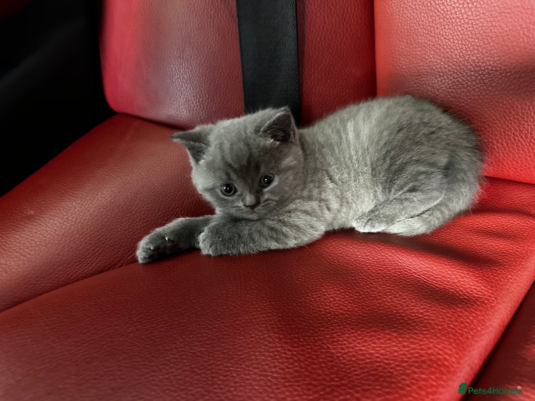 British Shorthair cats for sale: Pure British Shorthair Kittens - Image 2