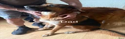 Mixed Breed dogs for sale: German shepherd x Tibetan mastiff - Advert 3