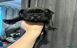 French Bulldog dogs for sale: French bulldog puppies  - Image 21