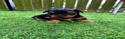 Yorkshire Terrier dogs for sale: 💙 Last Little Boy 💙 - Advert 2