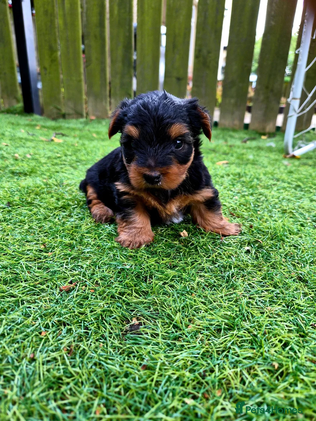 Yorkshire Terrier dogs for sale: 💙 Last Little Boy 💙 - Advert 2