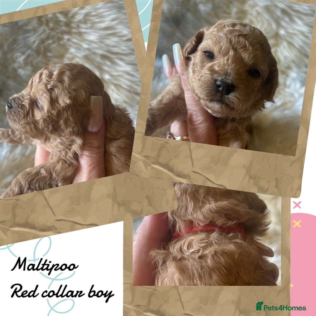 Maltipoo dogs for sale: Fully dna tested Maltipoos  - Image 14