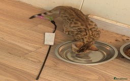 Bengal cats for sale: Bengal Kittens Purebred with Champion Lines  - Image 38