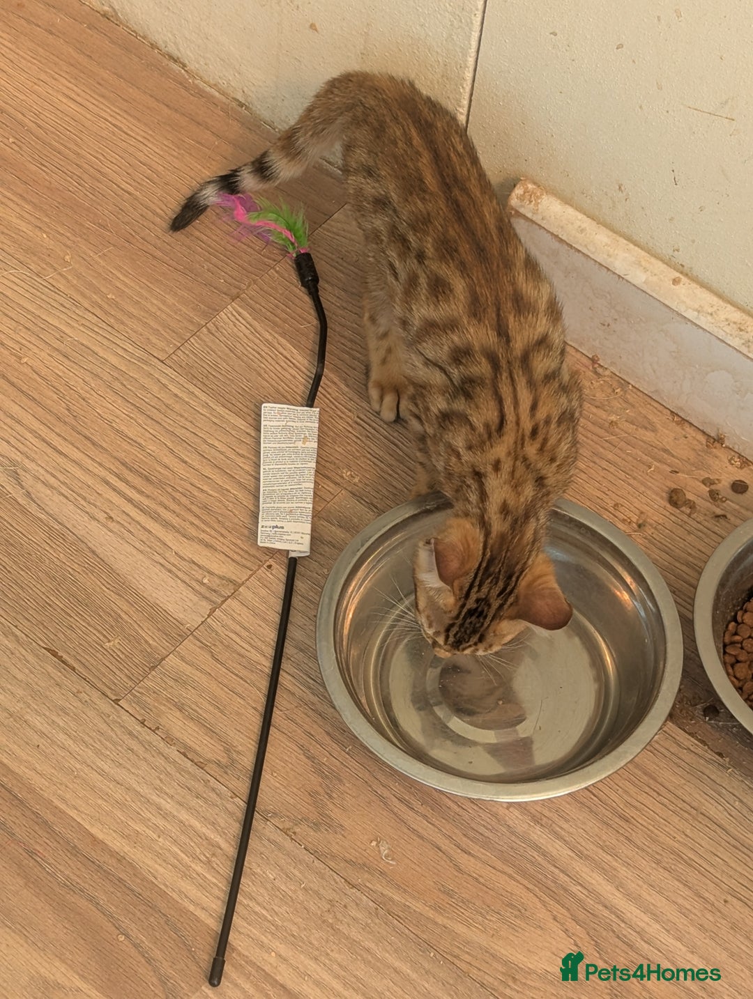 Bengal cats for sale: Bengal Kittens Purebred with Champion Lines  - Image 38
