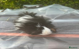 Guinea Pig rodents for sale: 2 male guinea pigs for sale  - Image 3