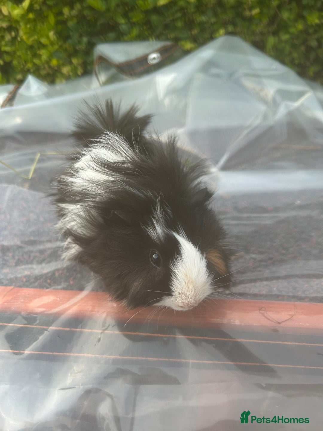 Guinea Pig rodents for sale: 2 male guinea pigs for sale  - Image 3