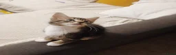 Bengal cats for sale: Bengal- mainecoon mix - Advert 13