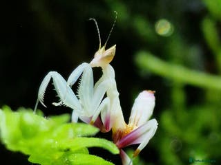 Praying Mantis invertebrates Various Praying Mantis. PLEASE READ FULL ADVERT. - Advert 2