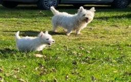 West Highland Terrier dogs for sale: Beautiful West Highland Boy ** READY NOW** - Image 7