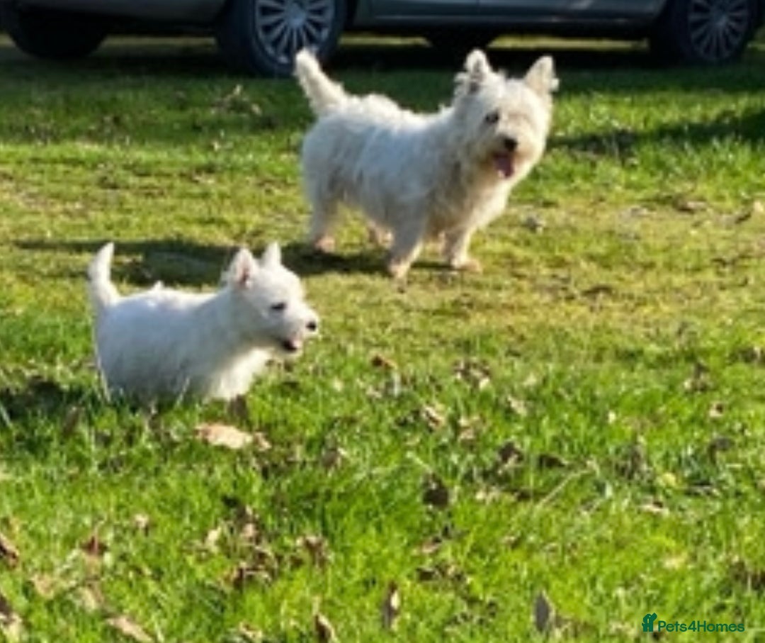 West Highland Terrier dogs for sale: Beautiful West Highland Boy ** READY NOW** - Image 7