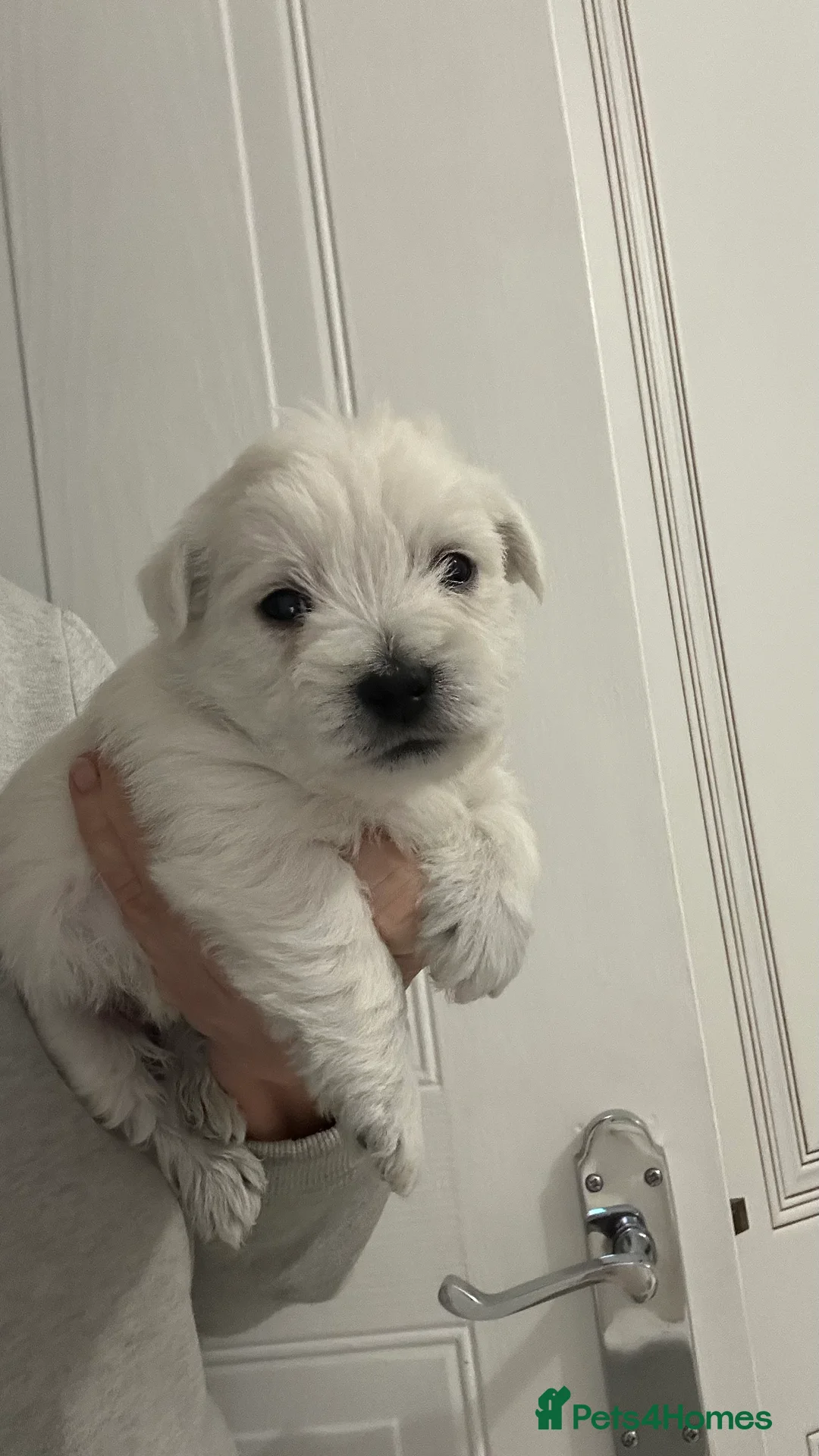 West Highland Terrier dogs for sale: Westies show quality pups ready 6.3.26 - Advert 7