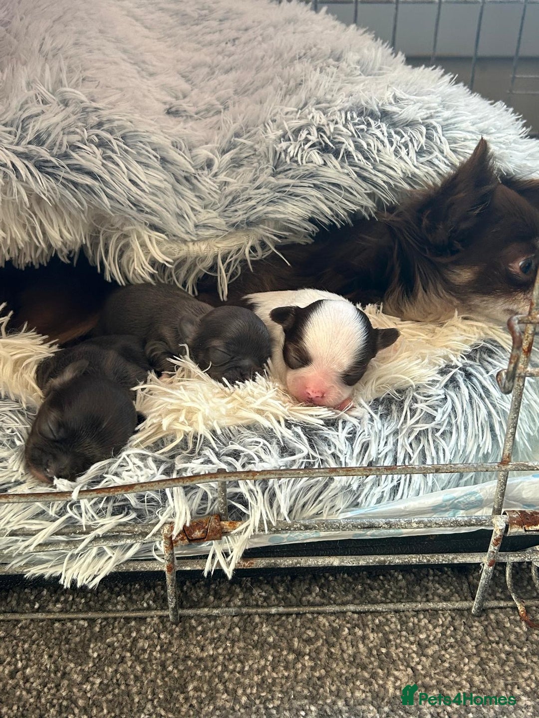 Chihuahua dogs for sale: Chihuahua teacup - Image 22