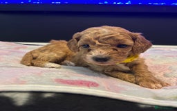 Cavapoo dogs for sale: F1BB cavapoo puppies  - Image 9
