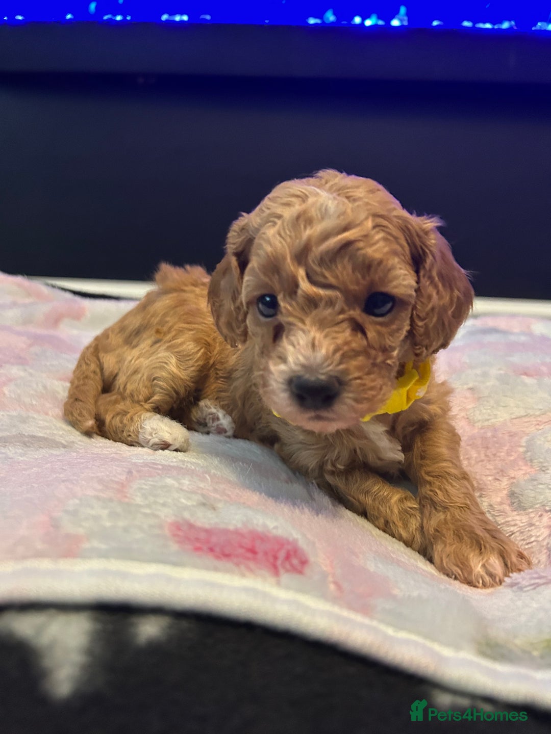 Cavapoo dogs for sale: F1BB cavapoo puppies  - Image 9